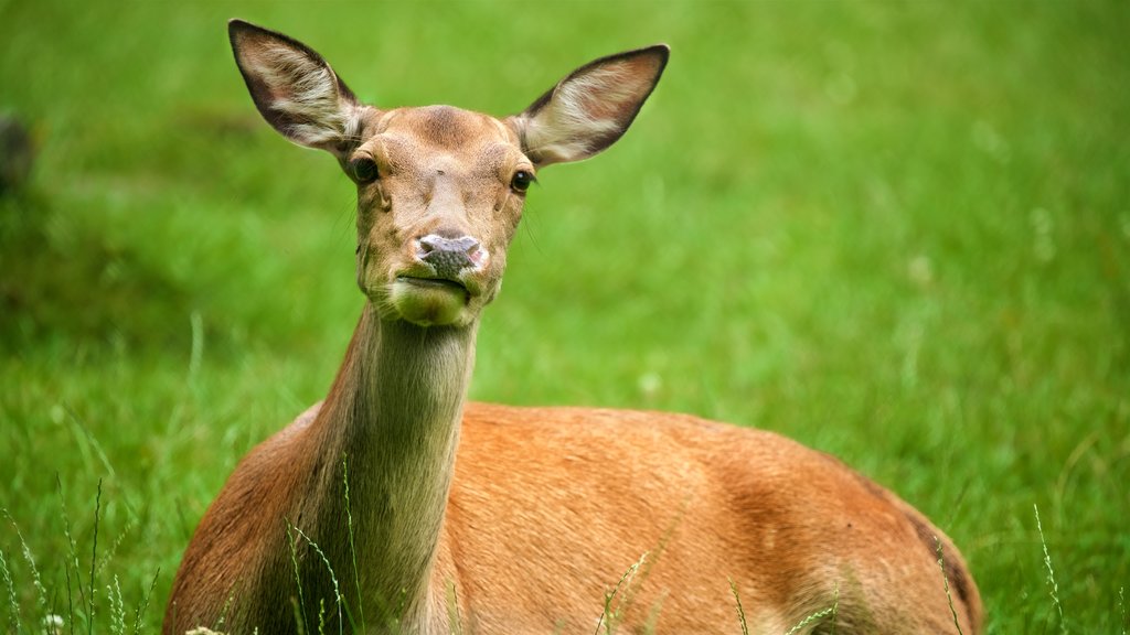 Parc animalier de Düsseldorf Grafenberg