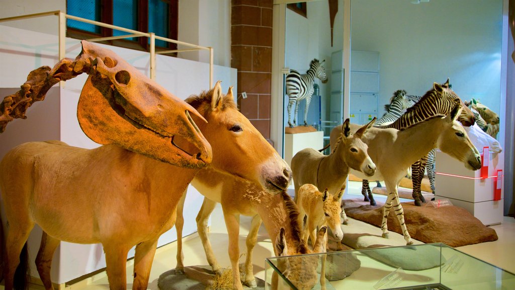 Museo di storia naturale