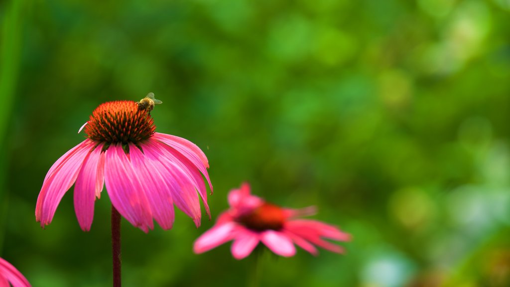 Jardín botánico Rombergpark