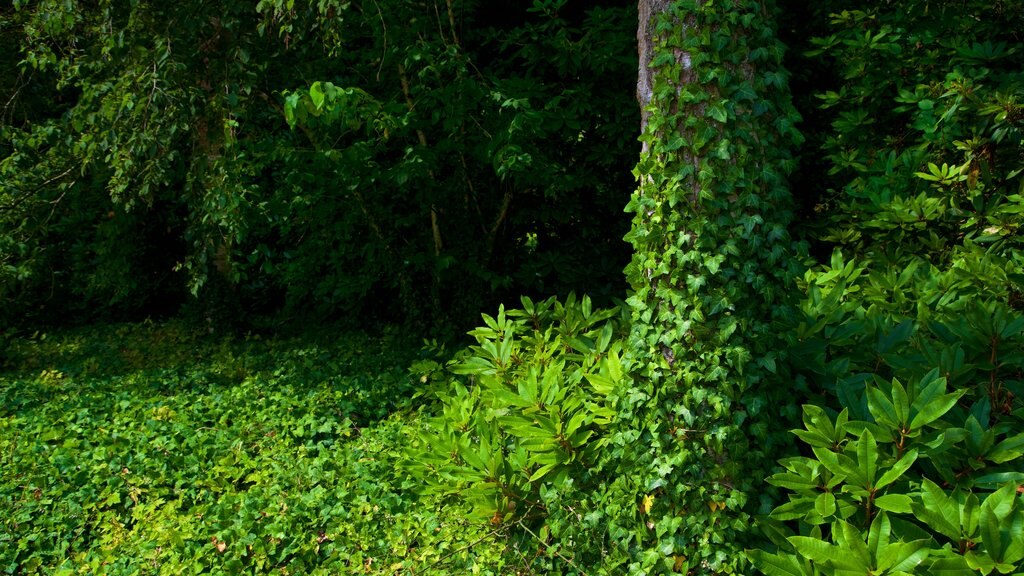 Jardin botanique Rombergpark