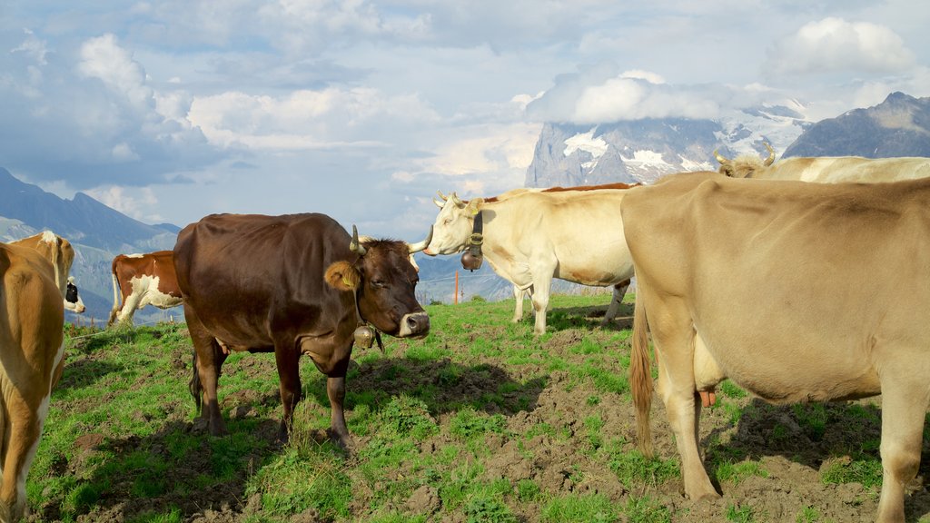 Kleine Scheidegg