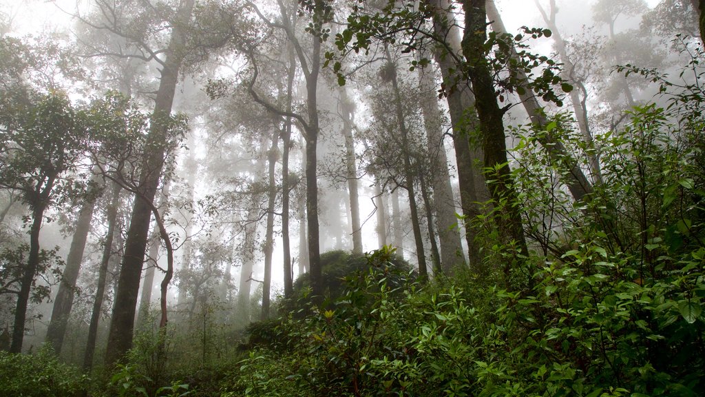 Taman Nasional Mineral del Chico