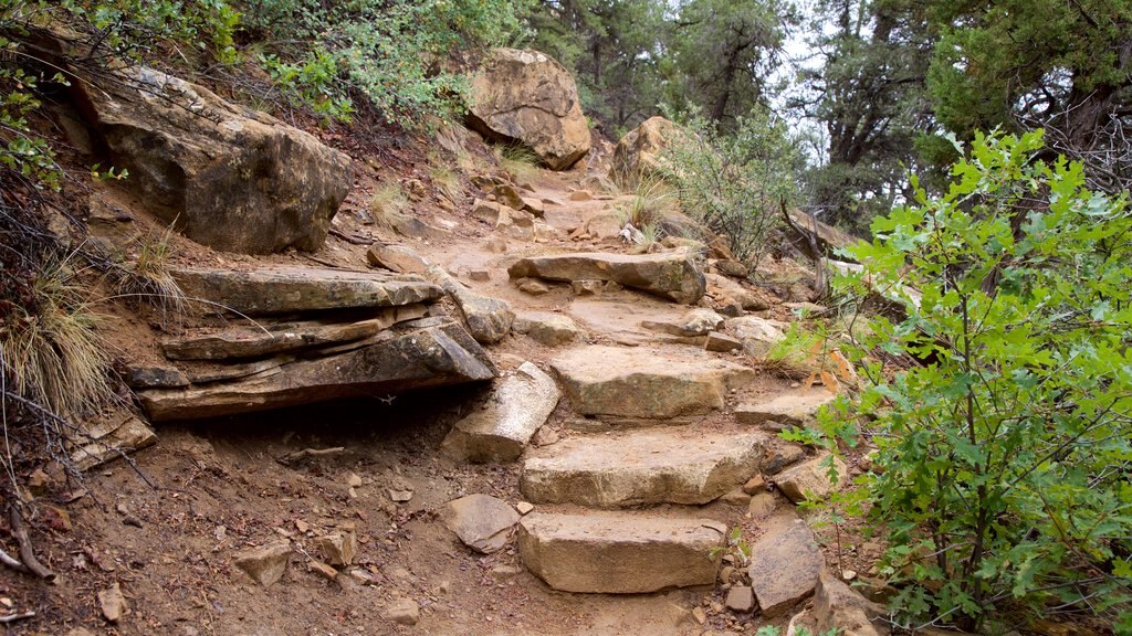 Petroglyph Point Trail which includes tranquil scenes