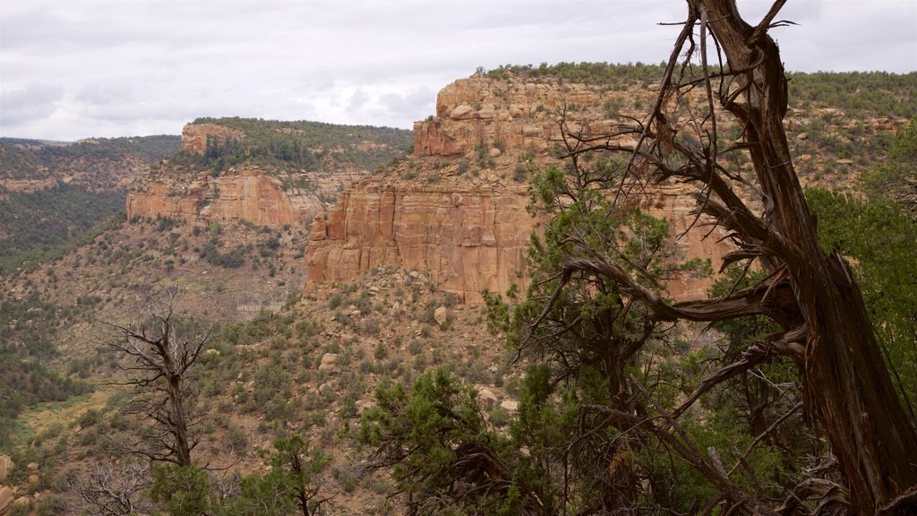 Petroglyph Point Trail which includes tranquil scenes and landscape views