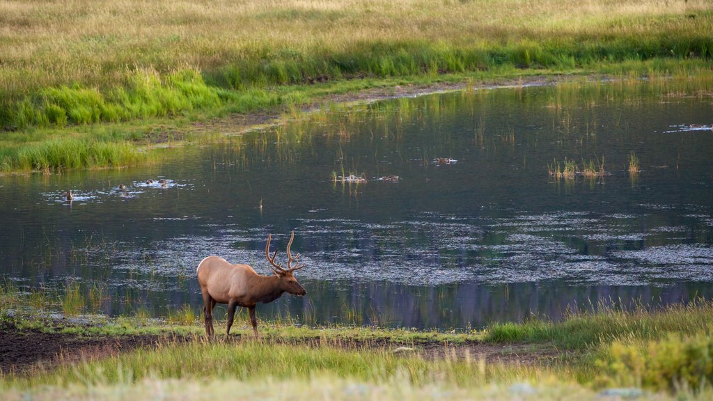 Horseshoe Park featuring land animals and a pond