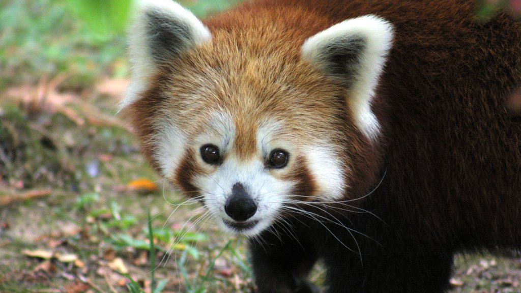 Scovill Zoo showing cuddly or friendly animals