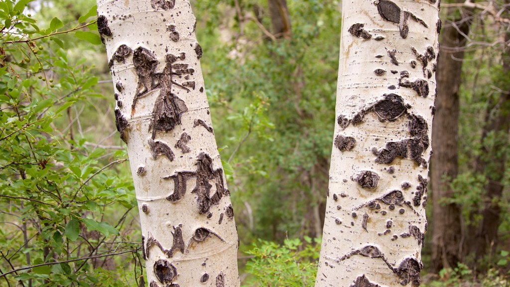 Alamosa showing forest scenes