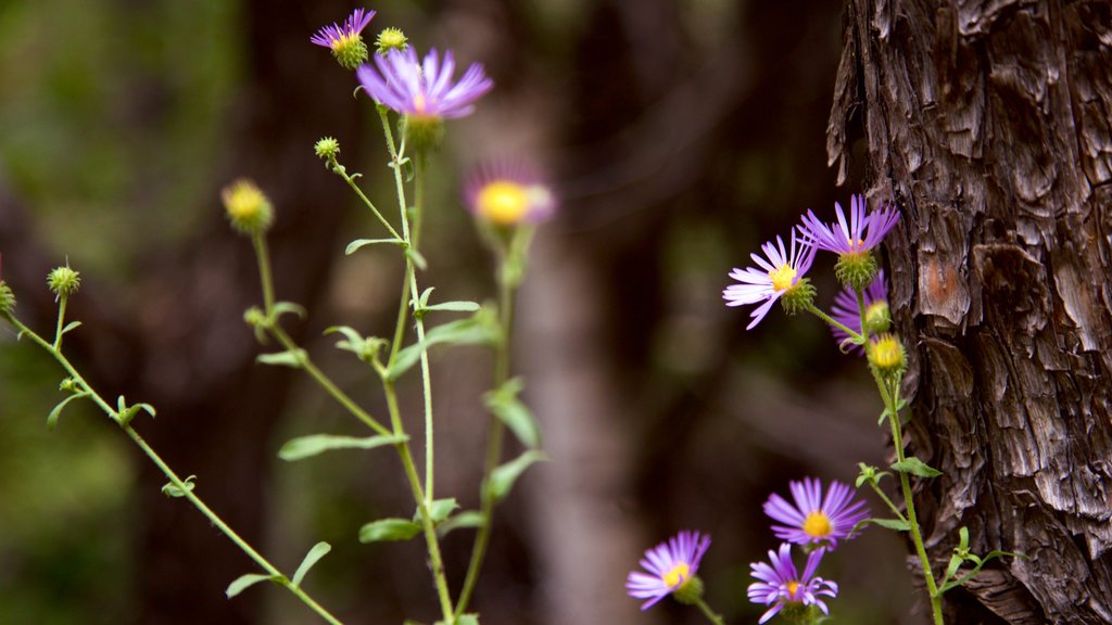 Alamosa og byder på vilde blomster