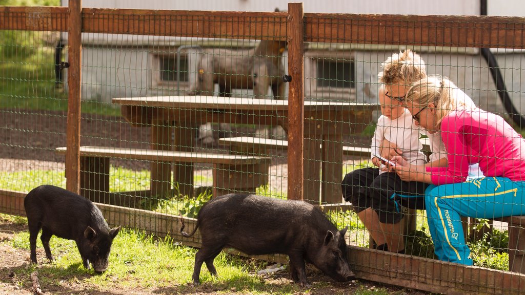 Lillestrom showing zoo animals and cuddly or friendly animals as well as a family