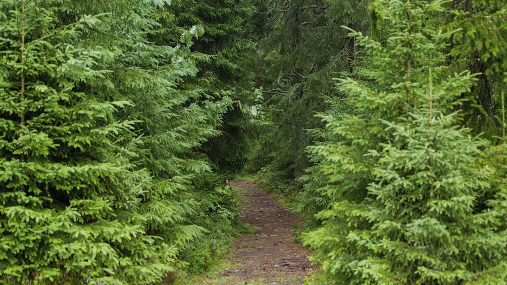 Gardermoen que inclui cenas de floresta