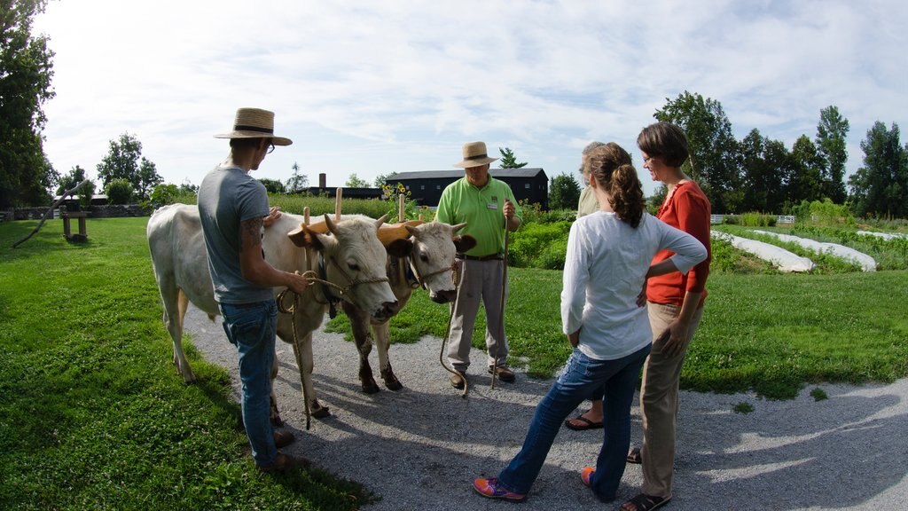 Shaker Village of Pleasant Village mostrando fazenda e animais terrestres assim como um pequeno grupo de pessoas