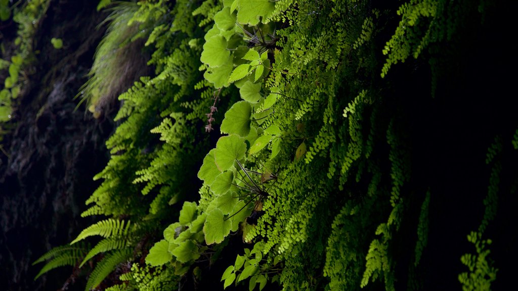 Pirámide de Tepozteco ofreciendo escenas forestales