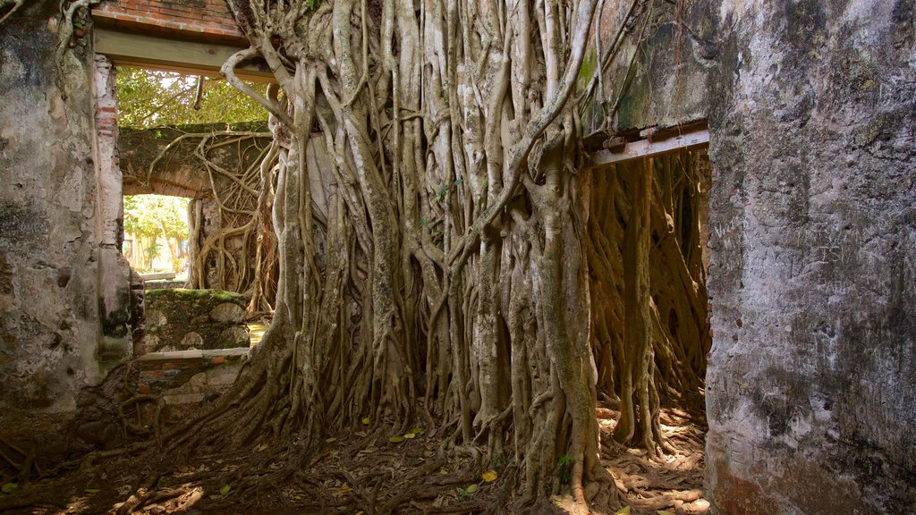 La Antigua ofreciendo bosques y una ruina