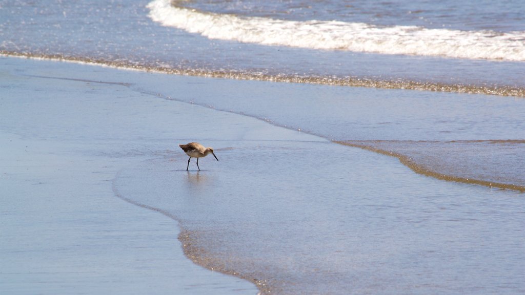 Playa de Mocambo ofreciendo vida de las aves, vistas generales de la costa y una playa