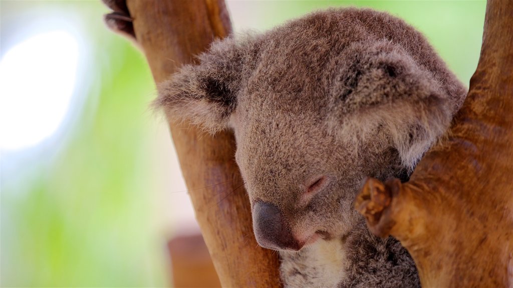 Billabong Sanctuary showing cuddly or friendly animals