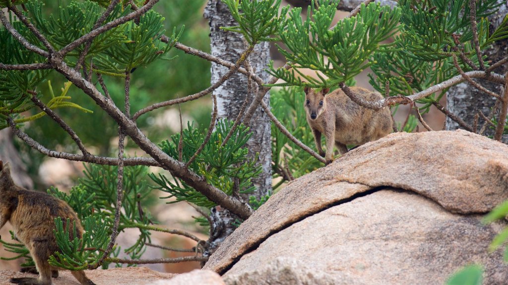 Magnetic Island Nationaal park toont schattige dieren