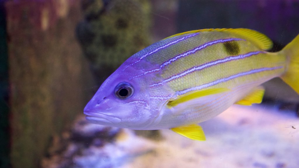 ReefHQ Aquarium showing marine life