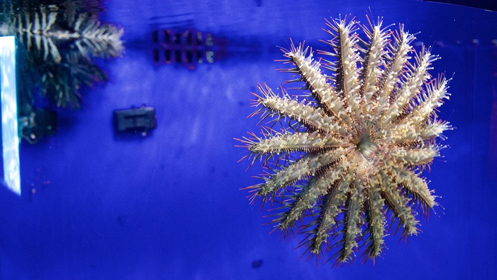 ReefHQ Aquarium og byder på livet i havet