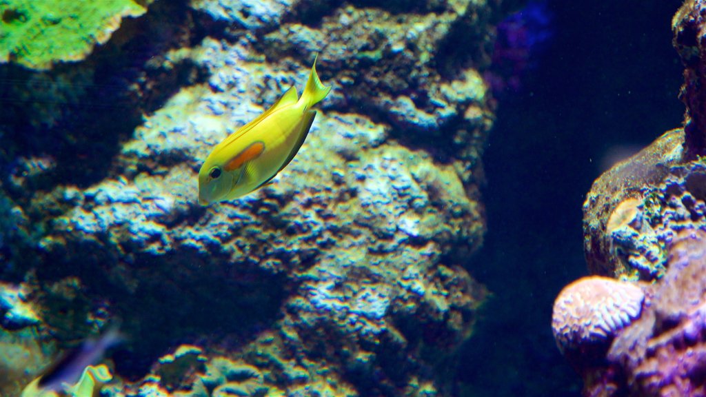 ReefHQ Aquarium og byder på livet i havet