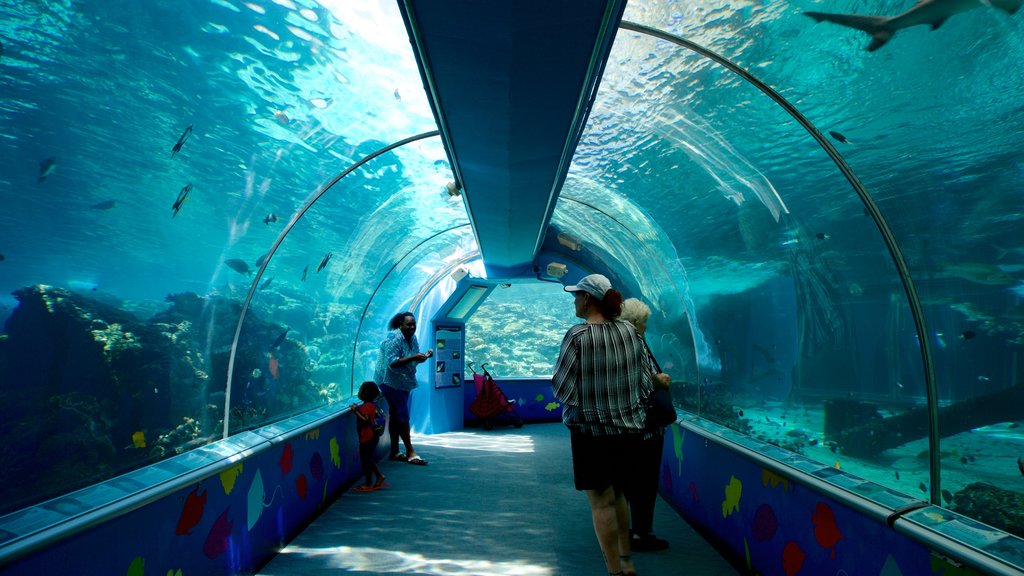 ReefHQ Aquarium caracterizando vida marinha e vistas internas assim como um pequeno grupo de pessoas