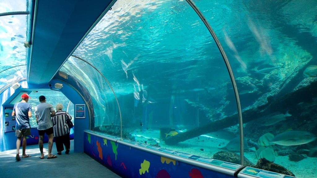 ReefHQ Aquarium featuring marine life and interior views as well as a small group of people