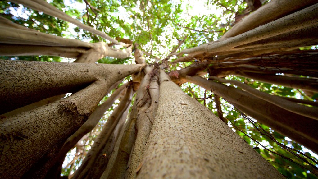 Queens Gardens mostrando bosques