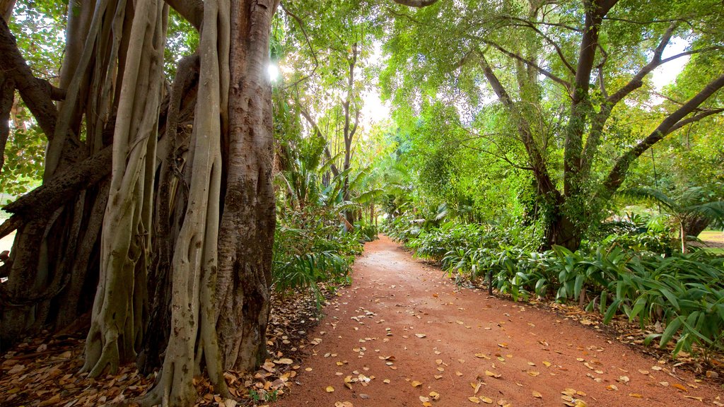 Queens Gardens showing forest scenes and a park