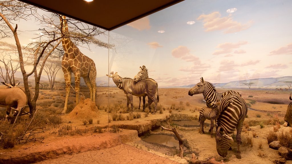 Carnegie Museum of Natural History featuring interior views