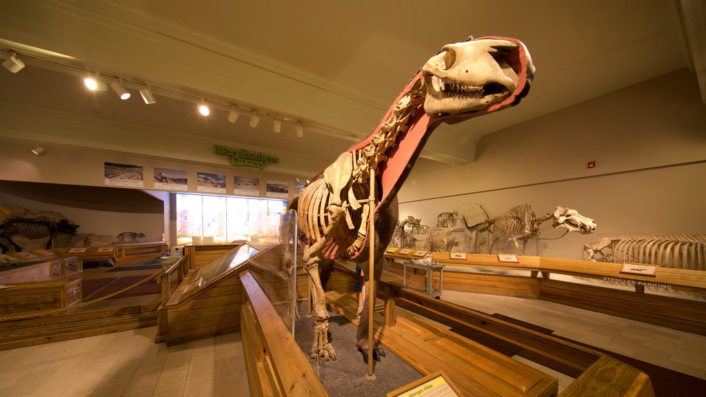 Carnegie Museum of Natural History showing heritage elements and interior views