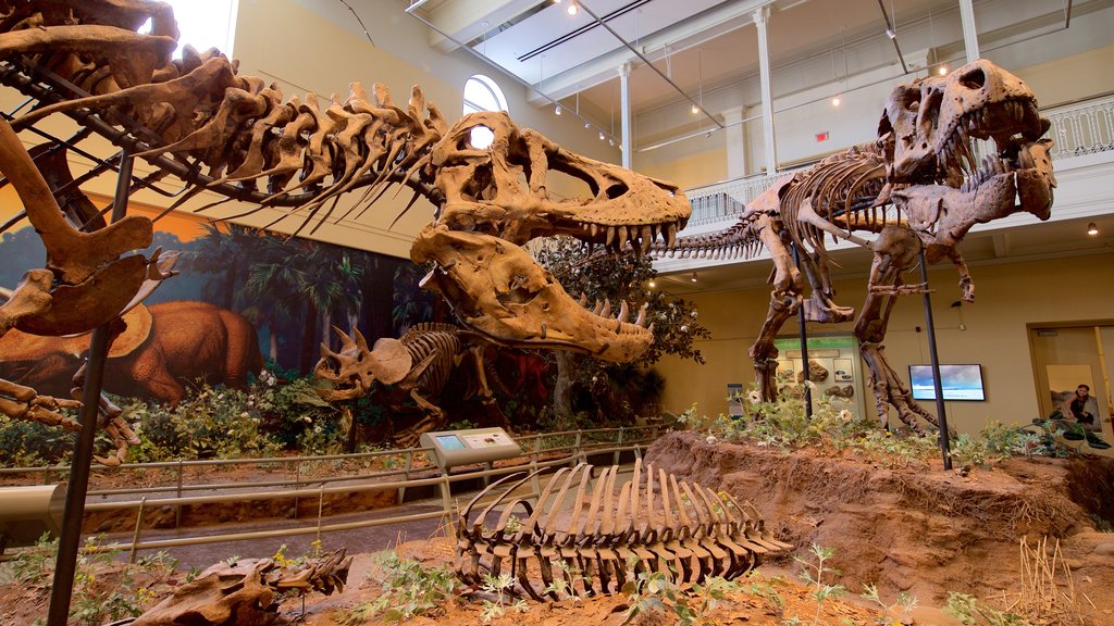 Carnegie Museum of Natural History showing heritage elements and interior views