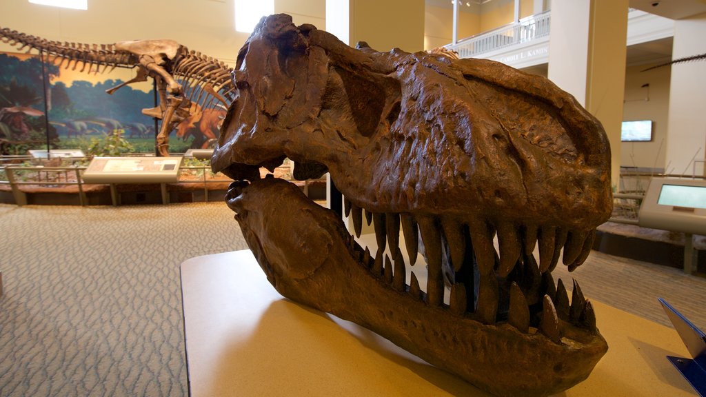 Carnegie Museum of Natural History showing heritage elements and interior views