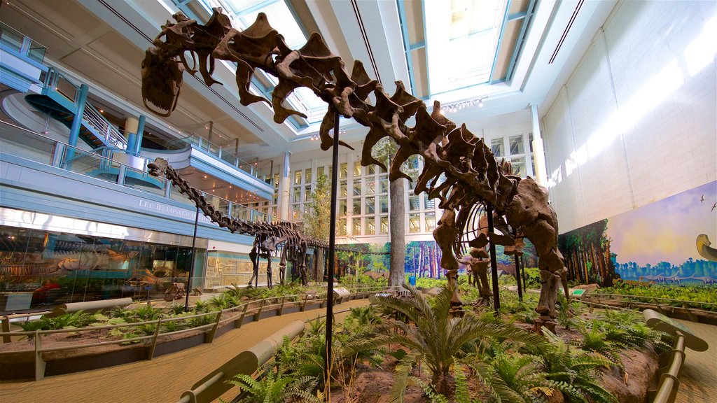 Carnegie Museum of Natural History que inclui vistas internas e elementos de patrimônio