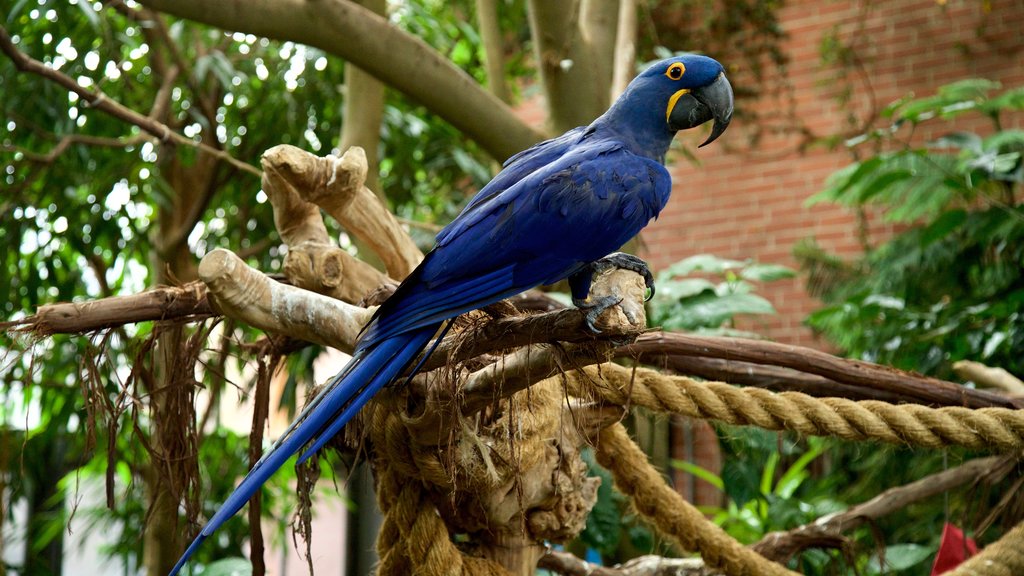 National Aviary ofreciendo aves