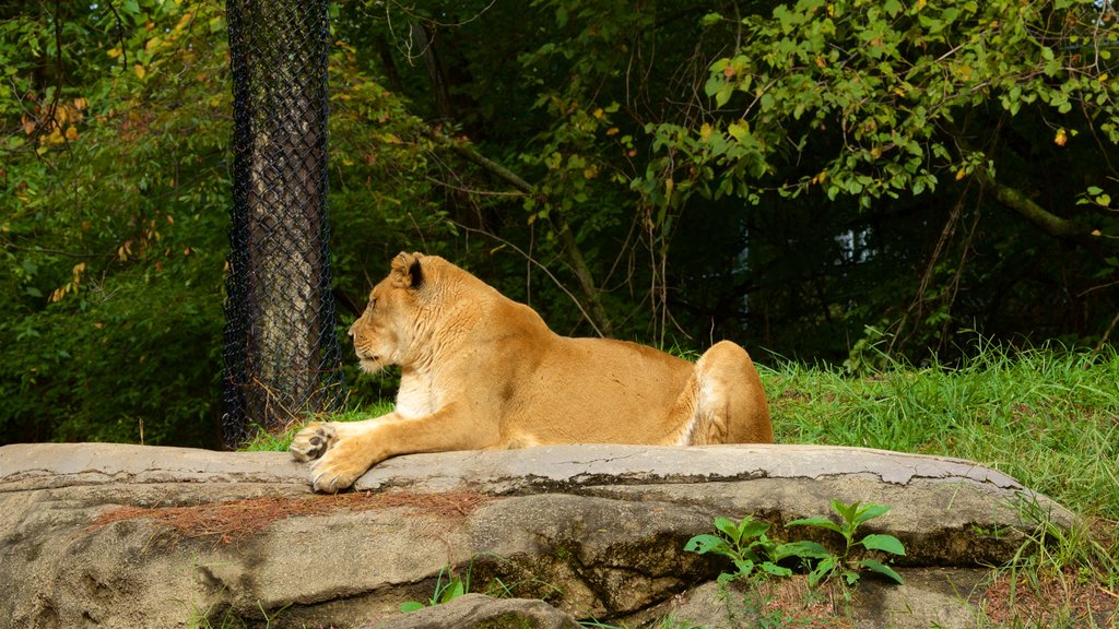 Pittsburgh Zoo and PPG Aquarium showing dangerous animals and zoo animals