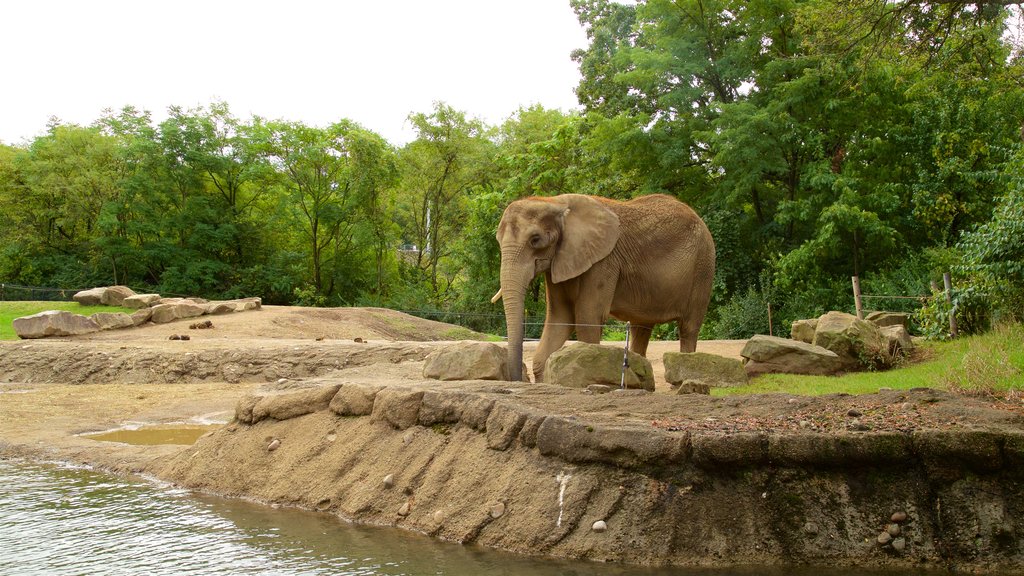 Pittsburgh Zoo and PPG Aquarium que incluye animales terrestres y animales de zoológico