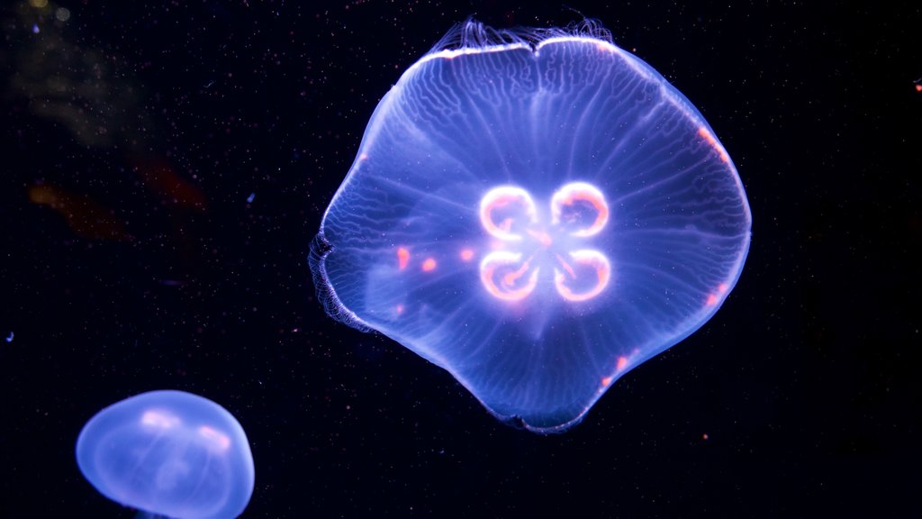 Pittsburgh Zoo and Aquarium showing marine life