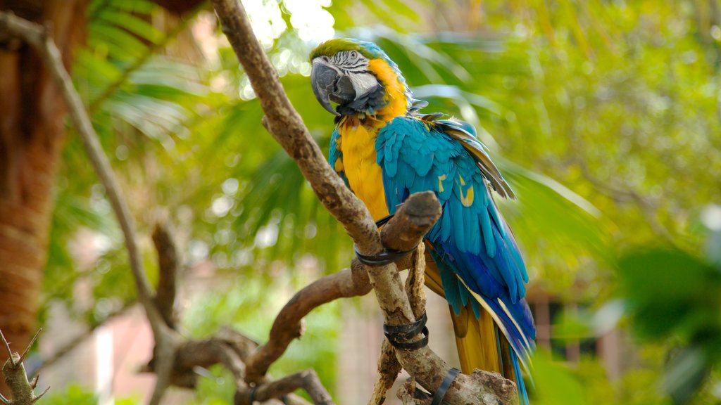 Audubon Zoo que inclui vida das aves e animais de zoológico