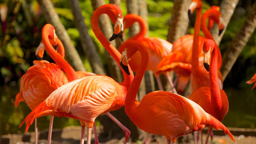 Flamingo Gardens featuring bird life and zoo animals