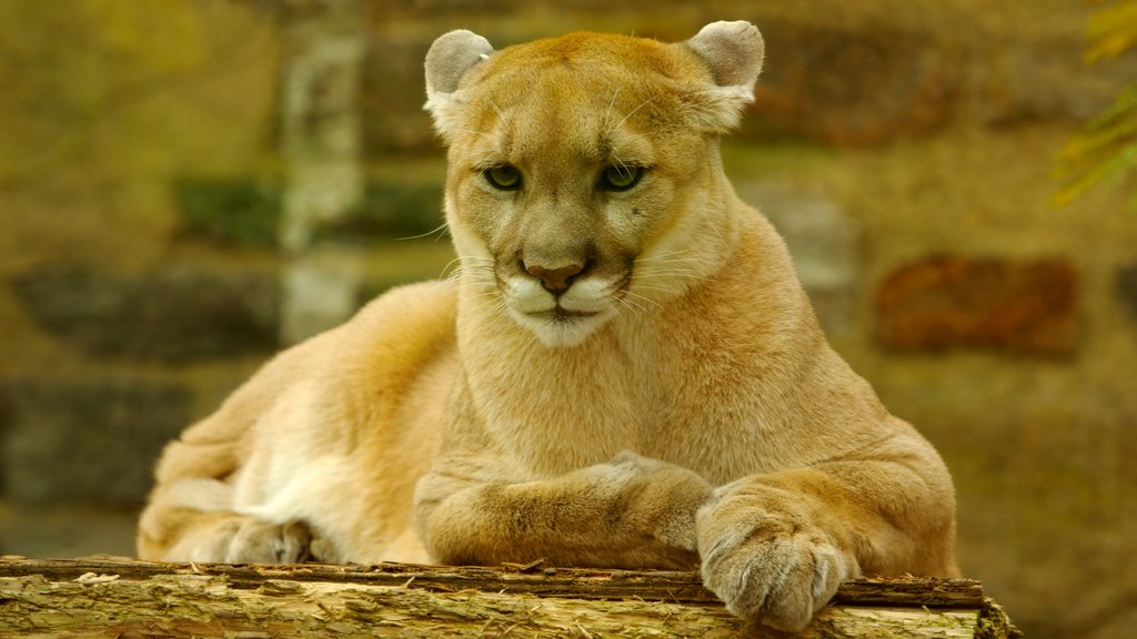 Philadelphia Zoo showing dangerous animals and zoo animals