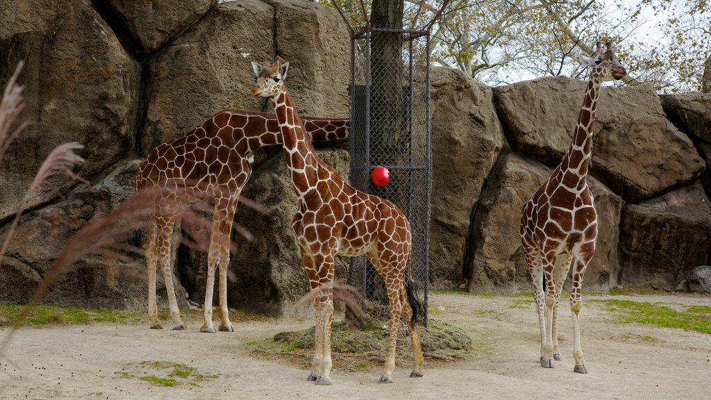 Philadelphia Zoo showing zoo animals and land animals