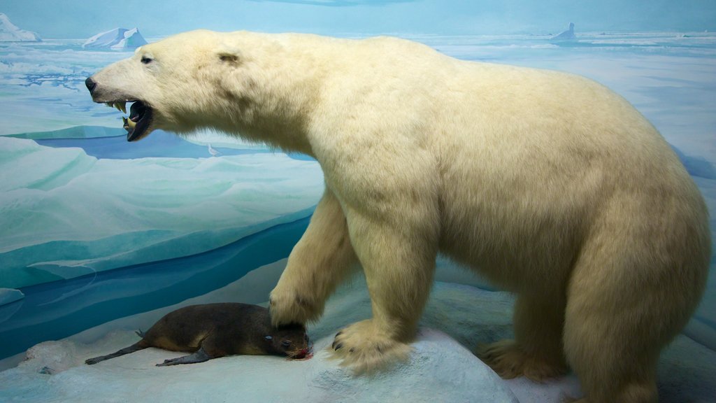 Academy of Natural Sciences que incluye vistas interiores y animales peligrosos