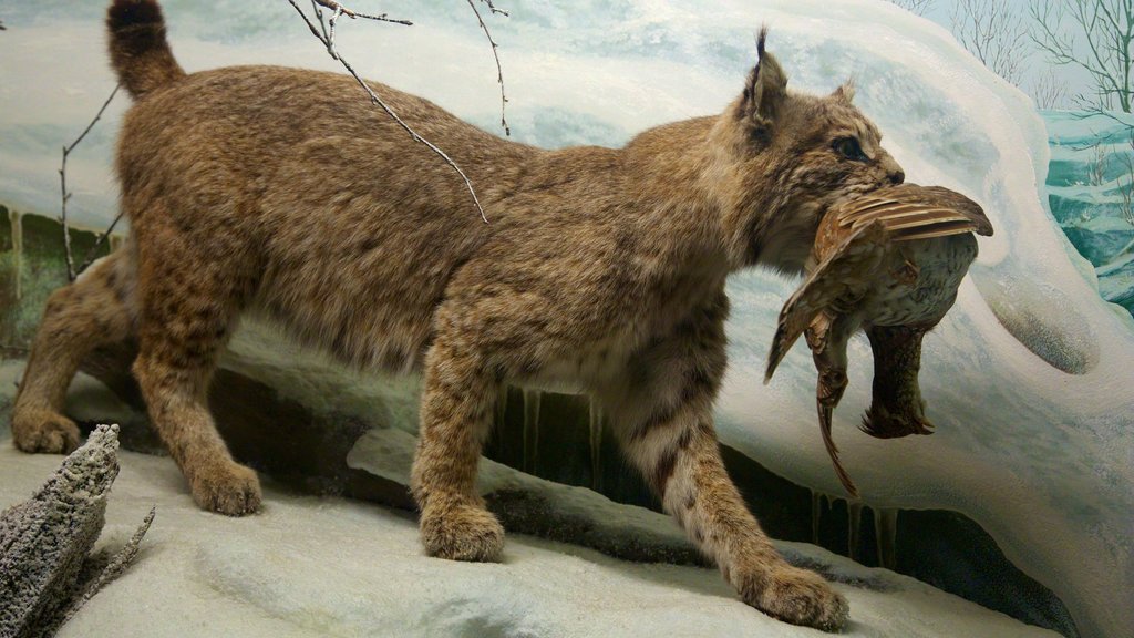 Academy of Natural Sciences showing dangerous animals and interior views