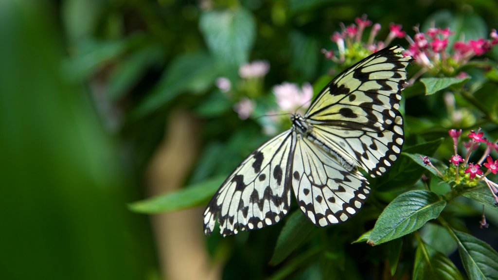 Academy of Natural Sciences mostrando animales y flores