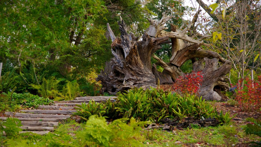 Morris Arboretum mostrando vistas de paisajes y un jardín