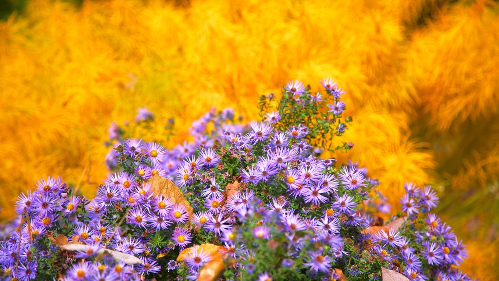 Arboretum Morris inclusief een park, wilde bloemen en bloemen