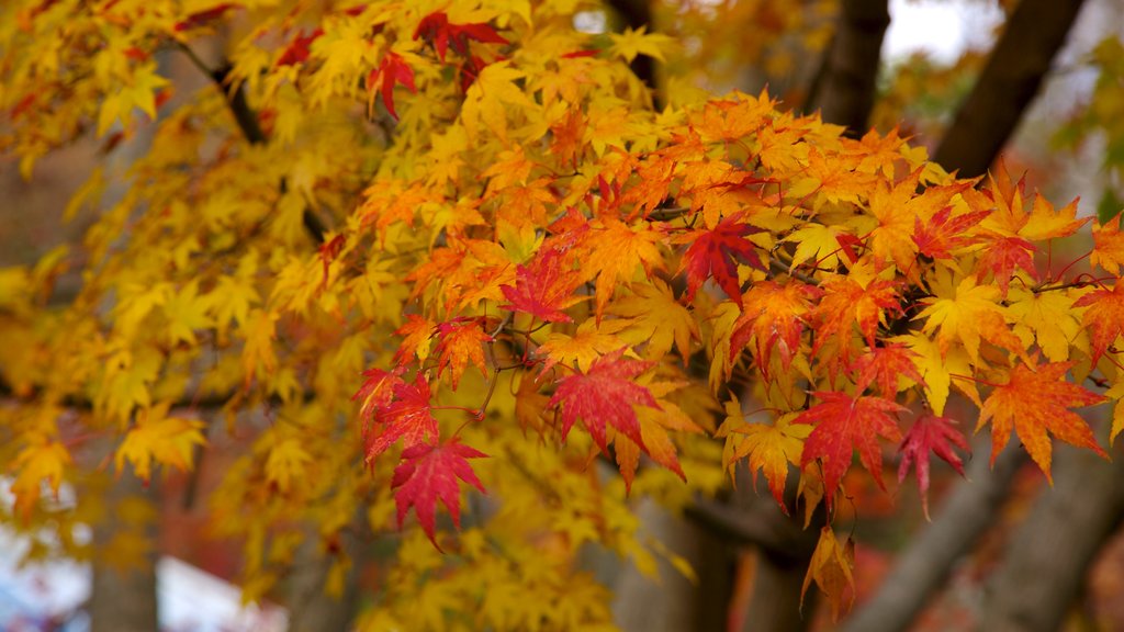 Morris Arboretum showing a park, autumn leaves and wild flowers