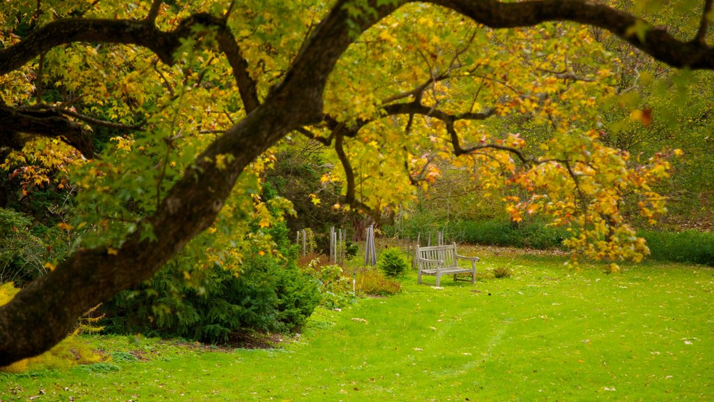 Morris Arboretum que inclui paisagem, um parque e cores do outono