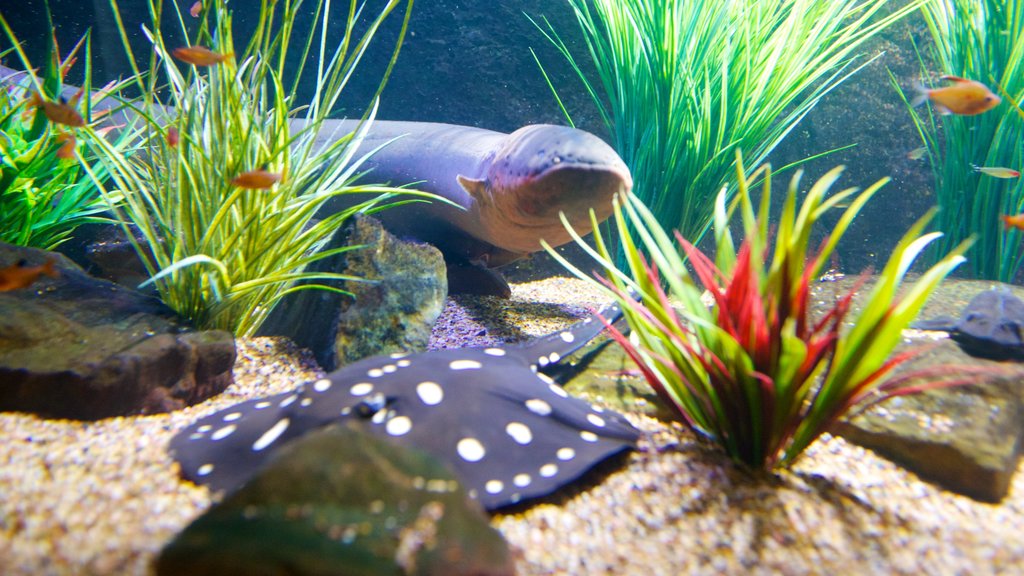 Downtown Aquarium showing marine life and coral