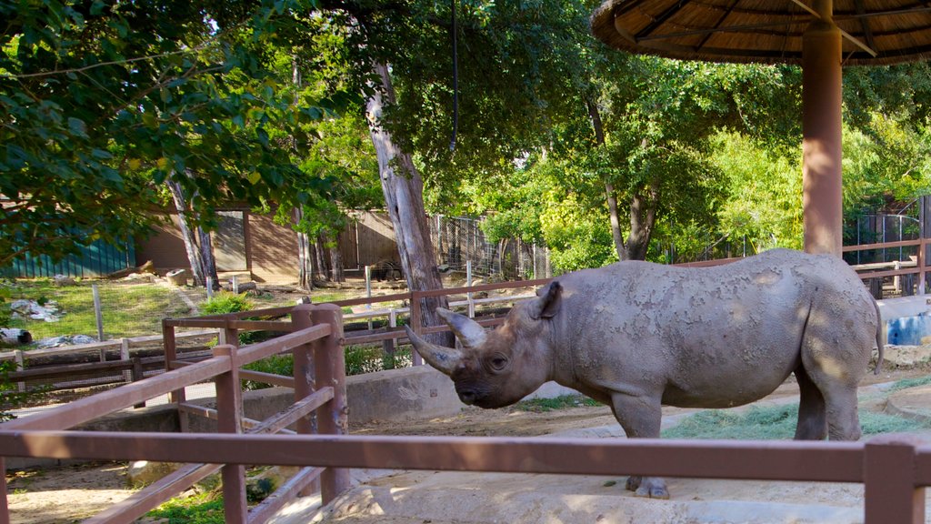 Dallas Zoo caracterizando animais de zoológico e animais terrestres