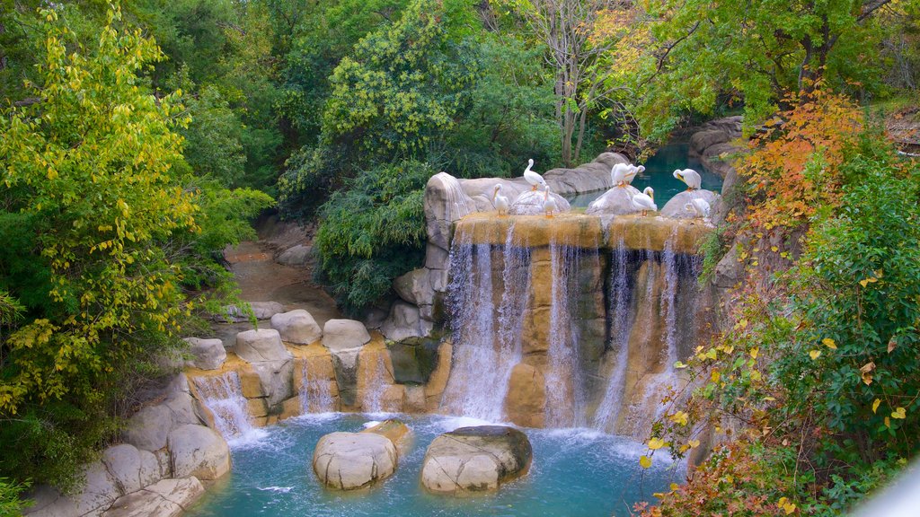 Dallas Zoo showing a waterfall, zoo animals and landscape views